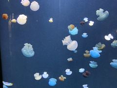 -新加坡海洋生态馆