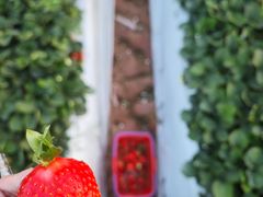 -光明小镇欢乐田园