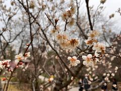-梅花山(明孝陵内)