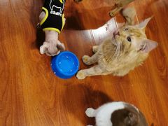 -猫小院猫主题咖啡厅(北锣店)