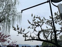 -西湖游船