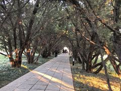 -洛阳古墓博物馆