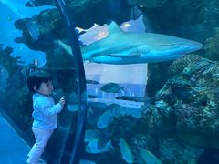 -乐从天佑城海洋馆