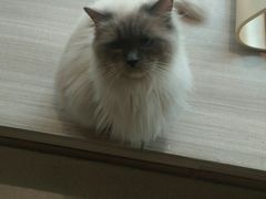 -藏猫猫咖啡主题馆(中央大道店)