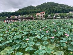 -红山村