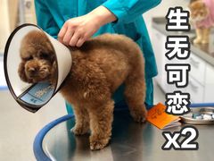 -喜多萌中农锦绣动物医院24H·猫科·牙科MRI·CT