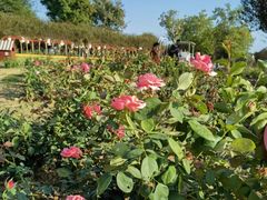 -武汉紫薇都市田园