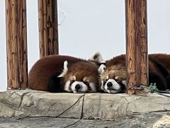 -杭州野生动物世界