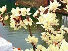 -新江湾城公园