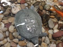 -小科自助海鲜烧肉(高区店)