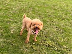 -仁华宠物医院(青羊店)