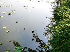 -嘉定紫藤园