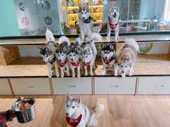 -Husky Go! 哈士奇体验馆·宠物咖啡厅狗咖