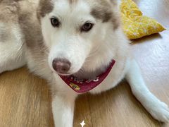 -Husky Go! 哈士奇体验馆·宠物咖啡厅狗咖