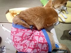 -逗柴咖啡屋·狗咖猫咖宠物桌游