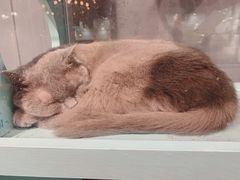 -猫小院猫主题餐厅(三里屯店)