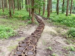 -黄海国家森林公园