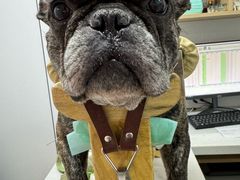 -西安京西宠物医院·瘫痪·疑难杂症