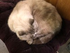 -猫色咖啡·猫咖