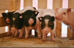 -萌宠亲子动物乐园(槐房万达店)