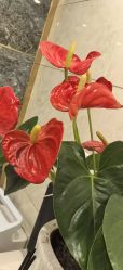 -Dr.林醫生产后修复·配方产康(南京江宁万达店)