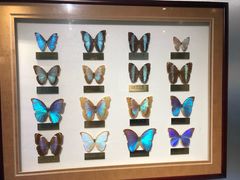 -上海昆虫博物馆