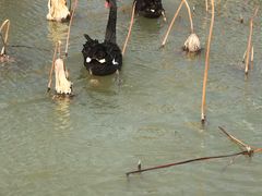 -荷兰花海