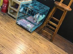 -志龙皇冠吃货椰子铺