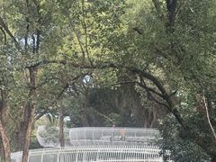 -金鸡山公园