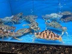 -钱山海鲜大排档