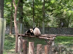 -都江堰中华大熊猫苑