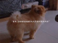 -彩虹桥宠物火化殡葬善终服务(金乐大厦店)