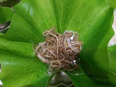 -九记潮汕现切鲜牛肉自助火锅(新开铺店)