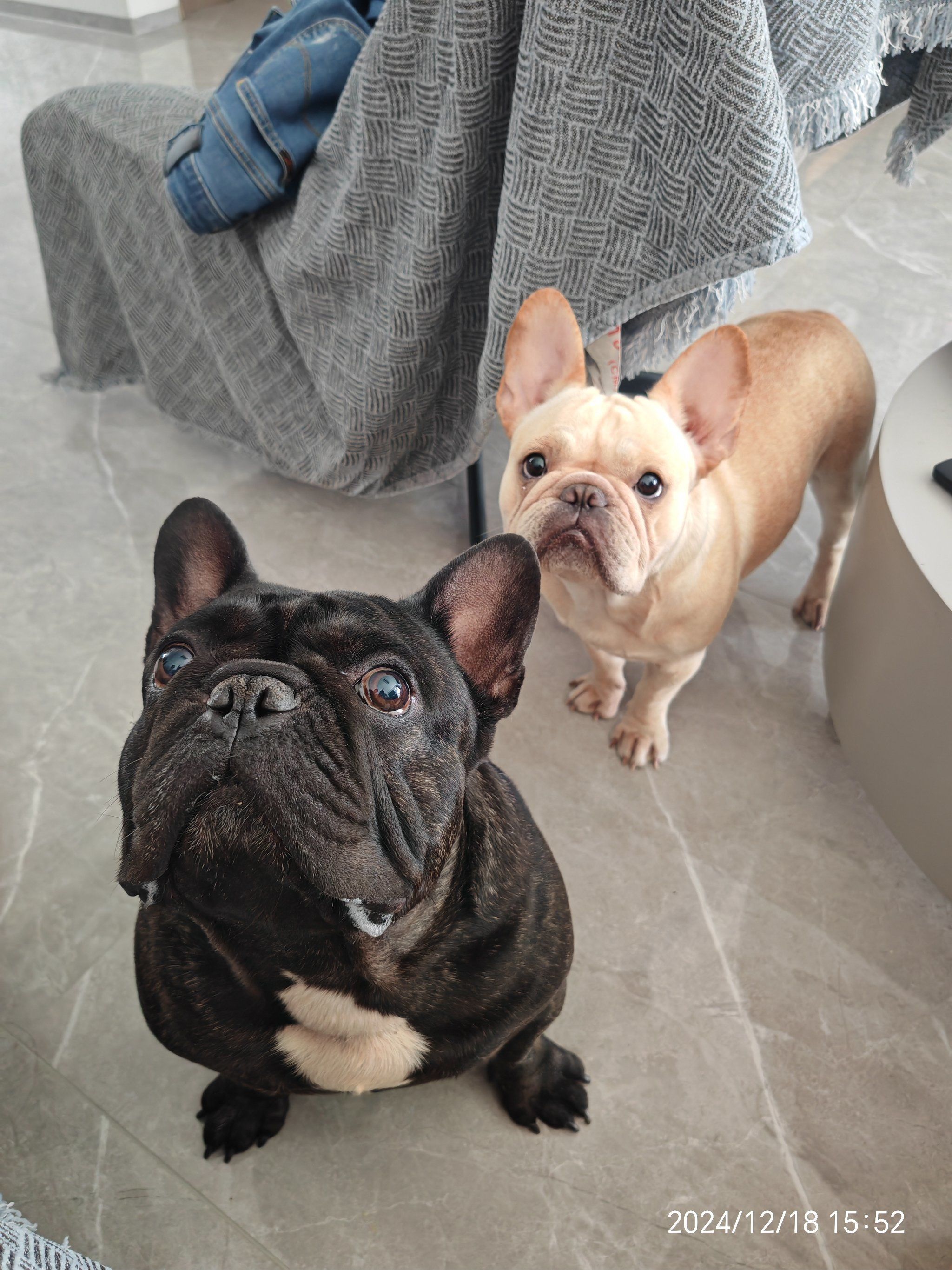 本人送养一只1岁奶油母法斗,本来也是领养