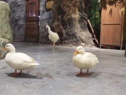 -Zoolung Zoolung动物主题公园(海信广场店)