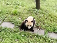 -中国大熊猫保护研究中心雅安碧峰峡基地