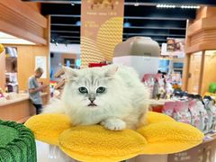 -帕帕拉兹宠物(亚洲旗舰店)