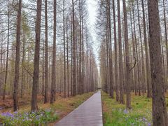 -黄海国家森林公园