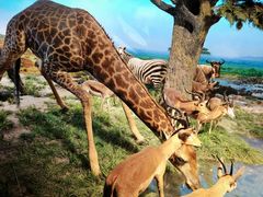 -国家自然博物馆