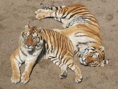 -大连森林动物园