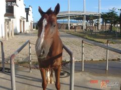 -松声马术俱乐部