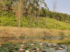 -露天矿生态公园