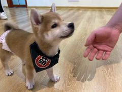 -柴犬小屋·柴餐厅·狗咖食堂(金鼎广场店)