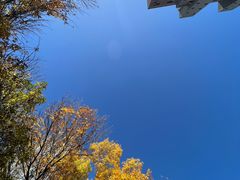 -三里屯东五街银杏大道