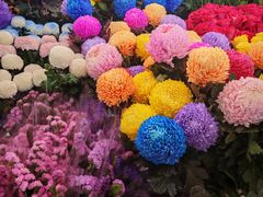 -越秀西湖花市(广州城市广场花卉店)