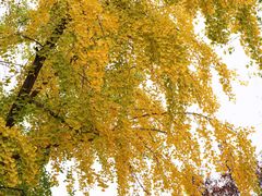 -三里屯东五街银杏大道