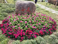 -高东镇樱花园
