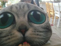 android_upload_pic-海边的猫和咖啡馆