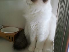 -东方名猫馆·英短金渐层布偶猫舍(环线广场1号楼店)