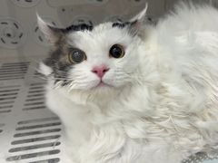 -瑞派康怡24h宠物医院·犬猫医疗中心·微创绝育(瑞景分院)
